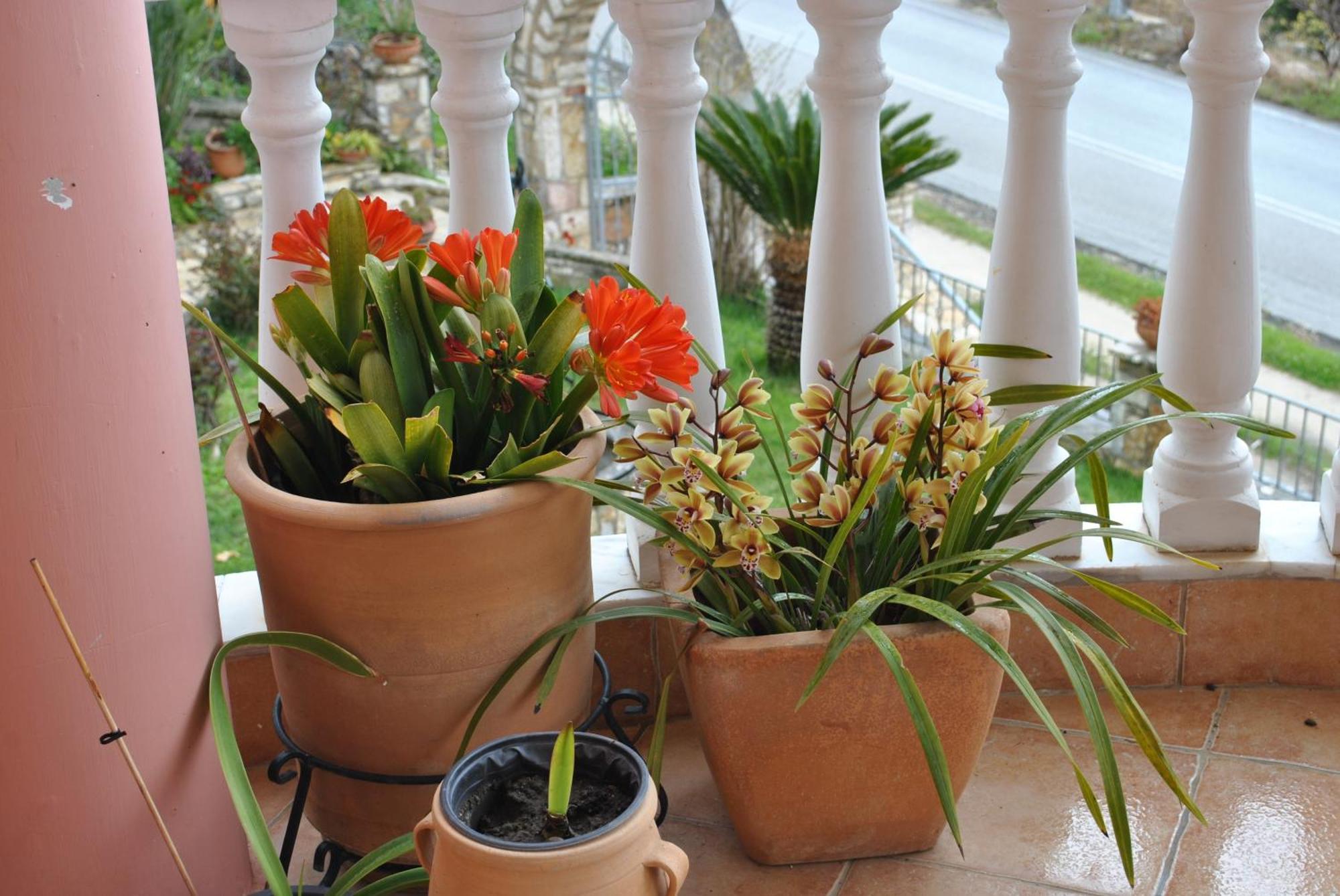 帕尔加Amaryllis House公寓 外观 照片